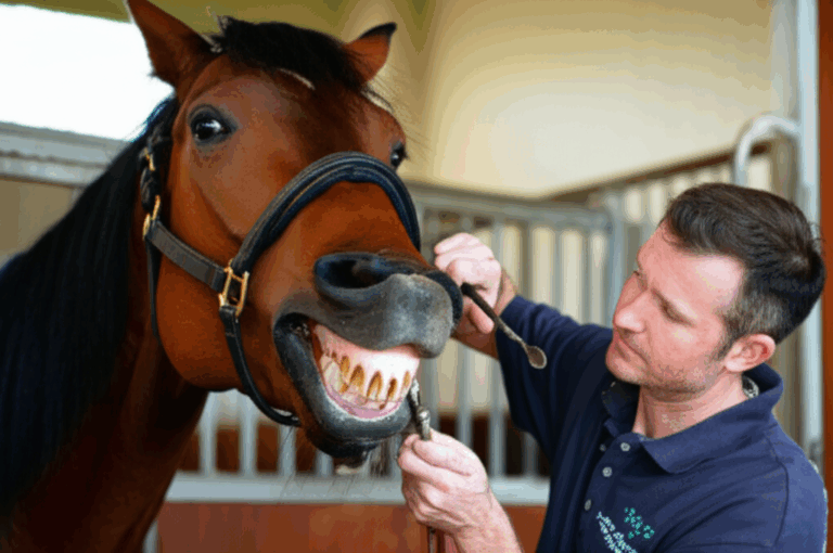How to Become an Equine Dentist in the UK Your Definitive Career Guide